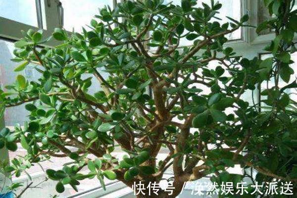 肥料|玉树四季常青，养护得当根茎木质化，养出价值高“老桩”