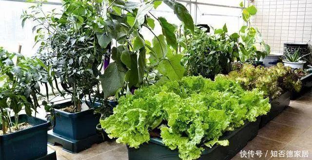 阳台上|原来阳台还可以这样设计,功能多又漂亮,进门就让人眼前一亮