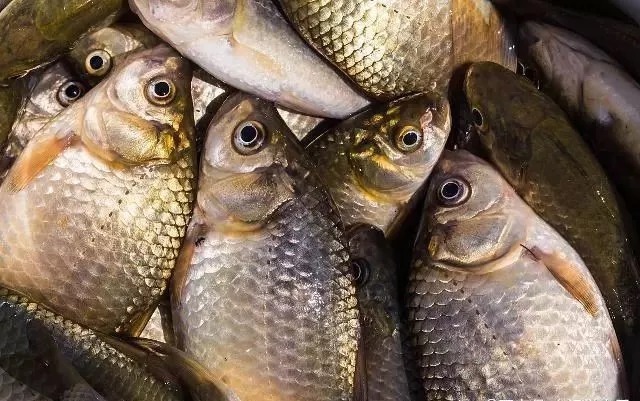 天气一变冷，我的钓位就固定在这5个地方，全上大鲫鱼，超过瘾！