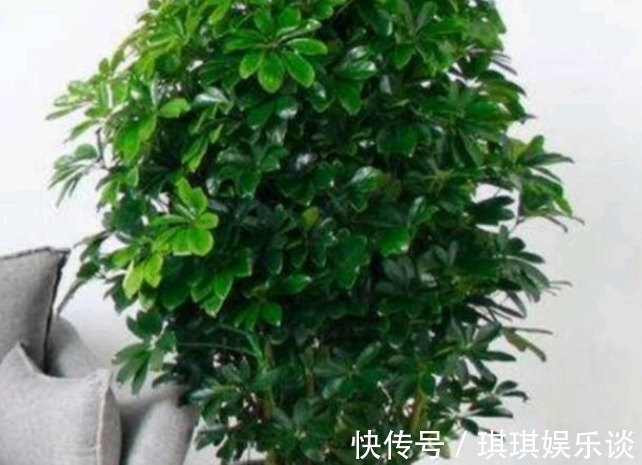 3种花养家里,人养花、花也养人,镇宅又旺运,尤其是第二种