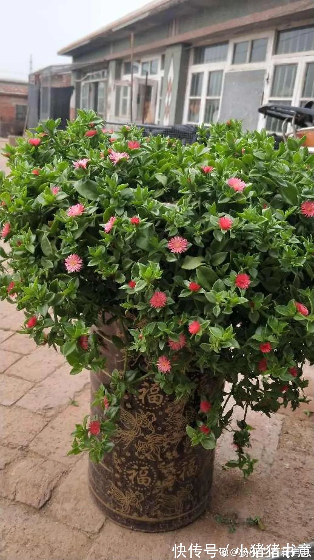 超好养的18种植物,第一名竟然是它!绿萝只能排倒数