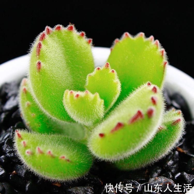 多肉|多肉植物生长缓慢,如何让多肉植物长的更快