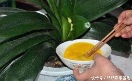 鸡蛋全身是宝将它们分开用作养花,可让盆栽枝繁叶茂、多开花