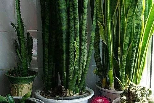 虎尾兰|虎皮兰长得慢,只要做到1点,窜芽20个,叶片蹭蹭长,又多又茂盛