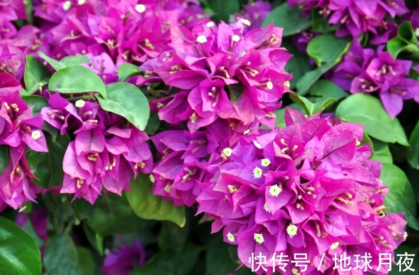 冬天别冷落了三角梅,做好3步,来年狂长新芽,爆花大半年!