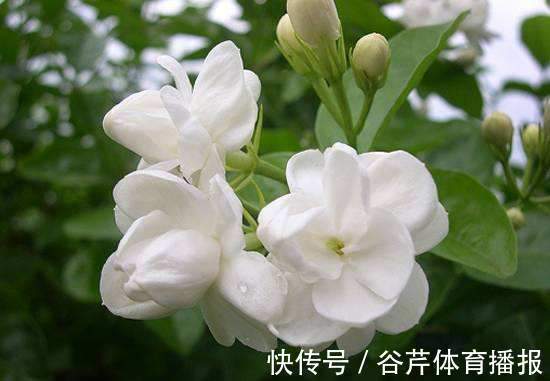 4种花养家里,耐旱又耐晒,花开就爆盆,漂亮又好养!