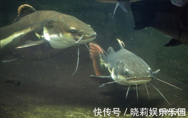 胡须|珠江“大鲶鱼”,被钓鱼人频频钓起!能不能吃?钓友:数数胡须的数量