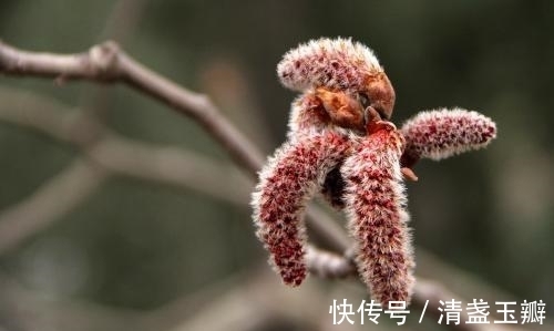 花序|自然界中有些植物的“花序”为什么不尽相同，其中有什么秘密？