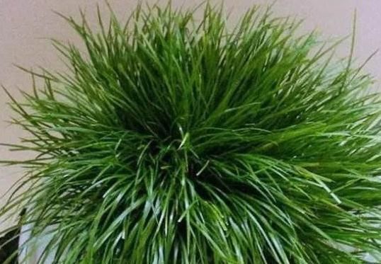 浇水|“3种花”一浇水就能活,客厅养一盆,花朵一开就成“瀑布”