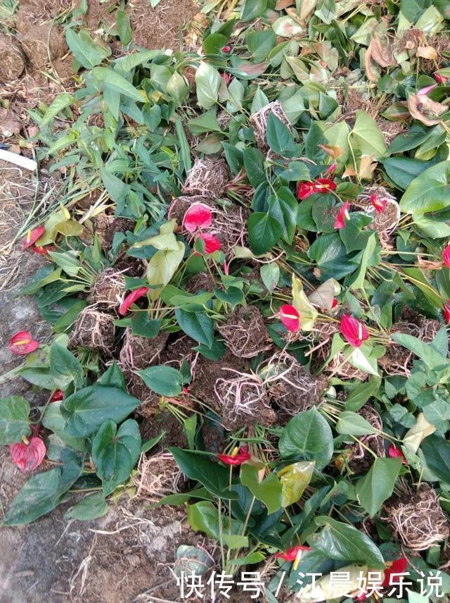 吊兰|出门最容易“捡到”的5种花，拿回家剪几刀，不花钱成好看盆栽