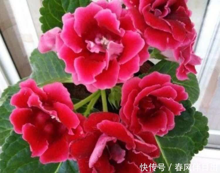 养花就养这几款,全年开花不停,漂亮花期长,花香飘满屋