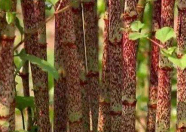 喜欢|这种水果味道比柠檬还要酸,但很多人喜欢吃,吃过的举手