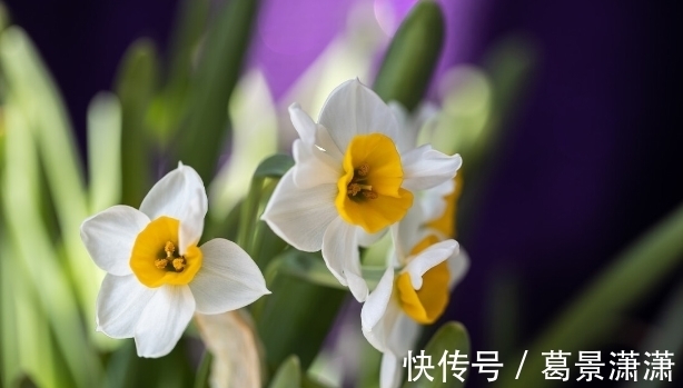 百合花|养这7种花,预算够就买好的,预算不够干脆别买