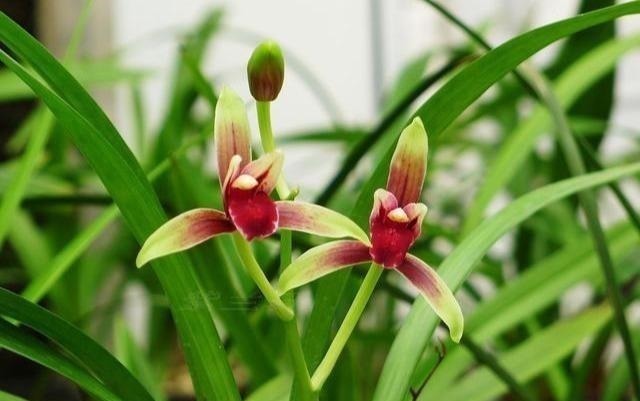 这三种花虽然丑，古代“大户人家”最爱养，“寓意好”遇水就疯长！