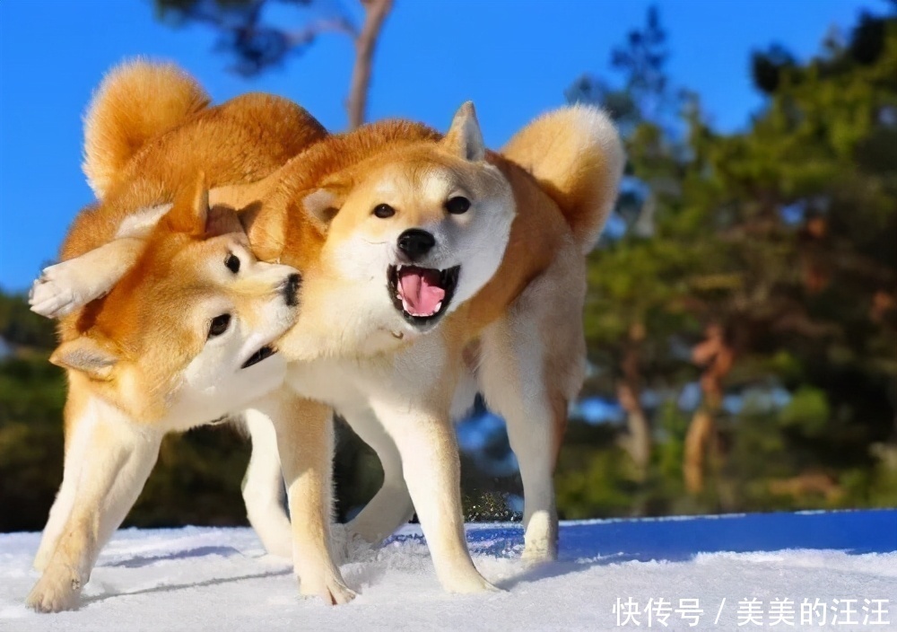 柴犬属于长毛犬还是短毛犬 柴犬属于长毛犬还是短毛犬