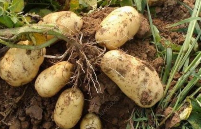 尿素|马铃薯健脾益气、解毒消炎,如何收获高产优质的马铃薯,只需四点