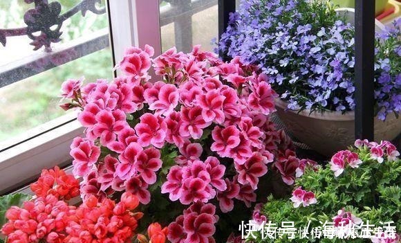 耐旱|阳台养花,就选这几种,一个月不浇水,也能打鸡血似的开满花!