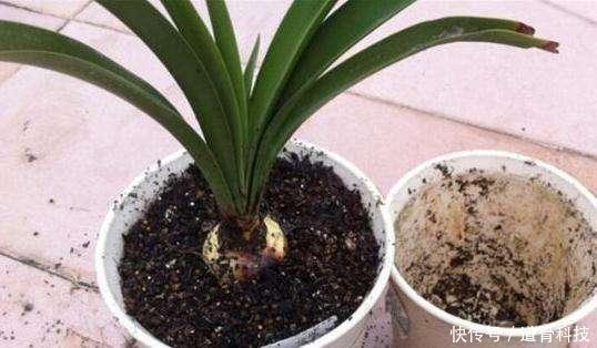 植物|养花少不了换盆,但这6个“坑”要注意,小心换一盆黄一盆!