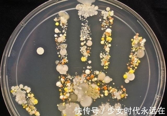 照片$30张“活久未见”的照片:被闪电击中的木头,好像一副国画