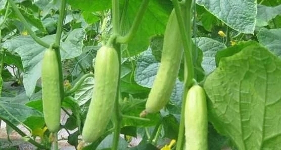 禁忌|黄瓜虽好但不能乱吃,吃黄瓜注意2大“禁忌”,吃错就是害自己!