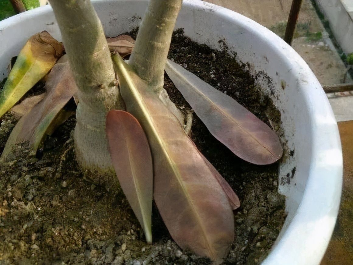 竹芋|11月,千万别买这种花,养不活惹一肚子气