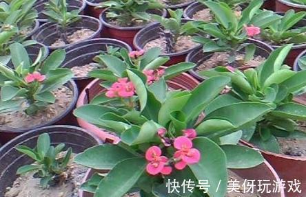 11月逛花市,遇到3种花随便买,再冷都能开爆盆,你养了吗