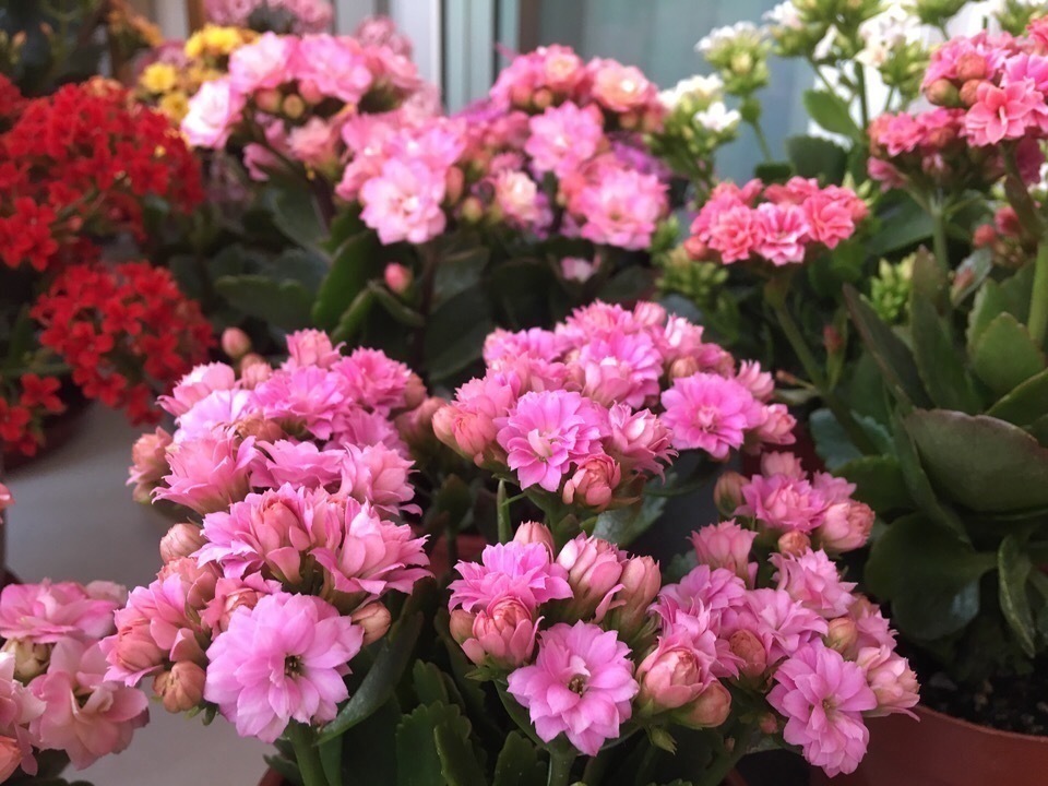 叶片|养2种花“不用等”,现在扦插、20天生根发芽,入冬就开花