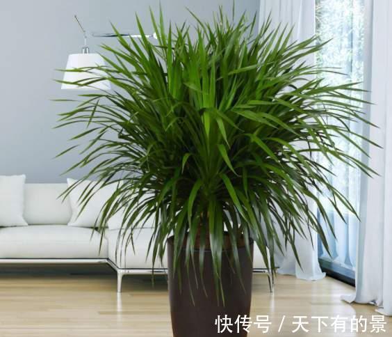 寓意|5种健康花,家里养一盆,大气高雅净化力强,福寿齐聚寓意好