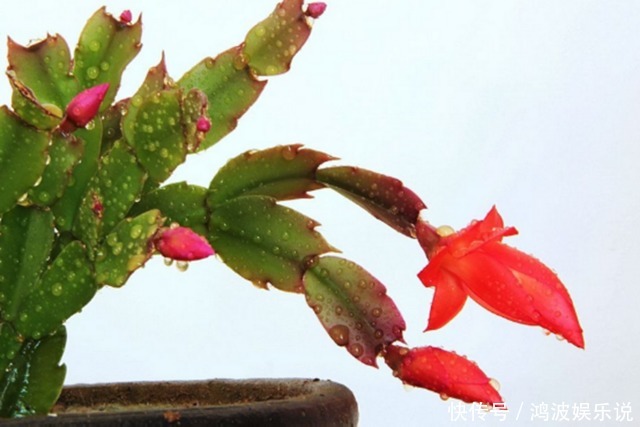叽里咕噜|蟹爪兰不开花,一招就解决,开花叽里咕噜爆满盆