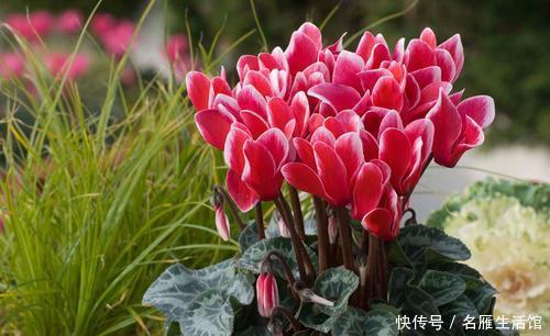 能长|仙客来花谢后就扔了?实在太可惜,处理一下明年还能长出满盆花!