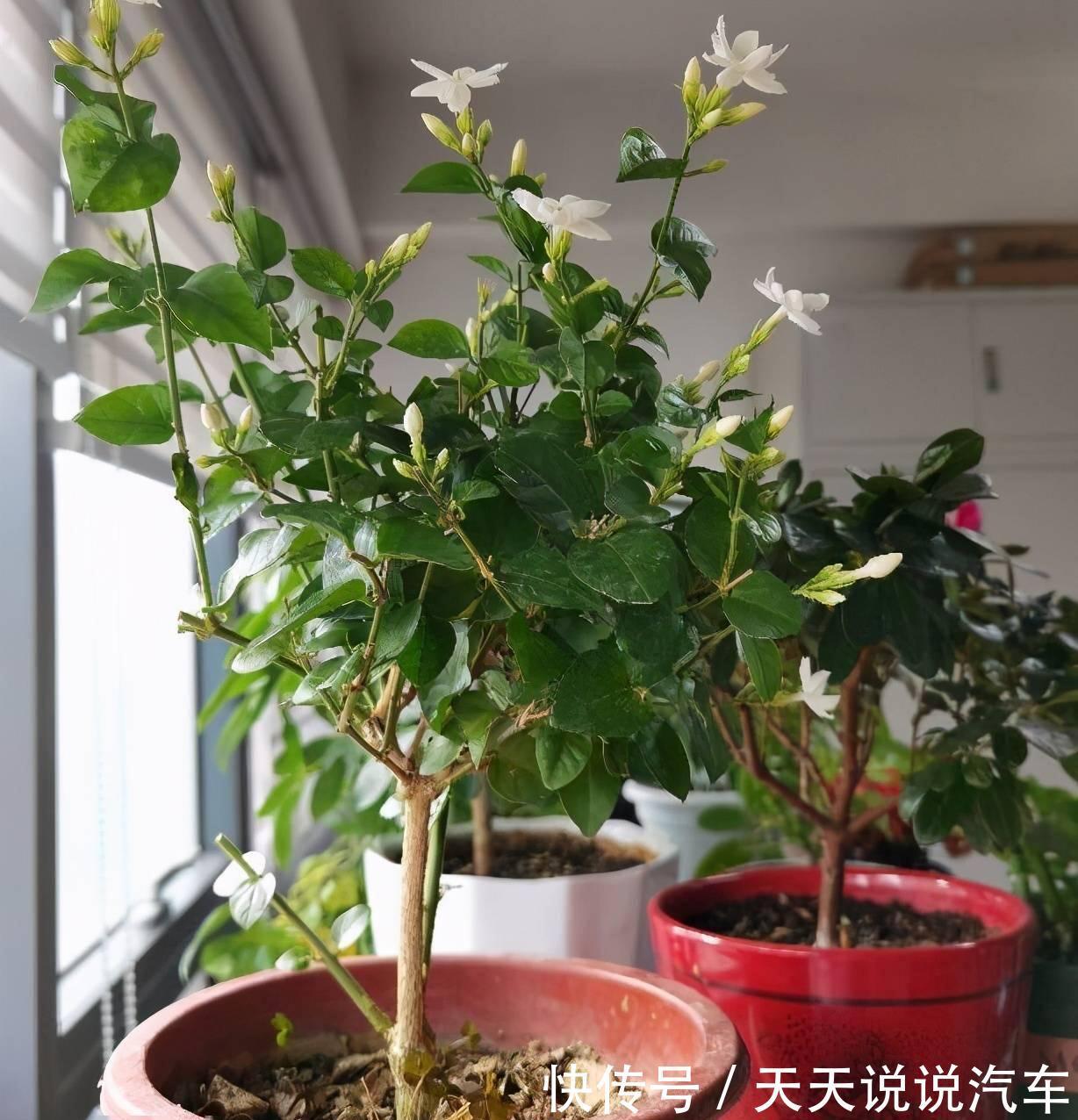 玉树|7种花，天冷要“静养”，少水断粮多晒晒，长得更健壮