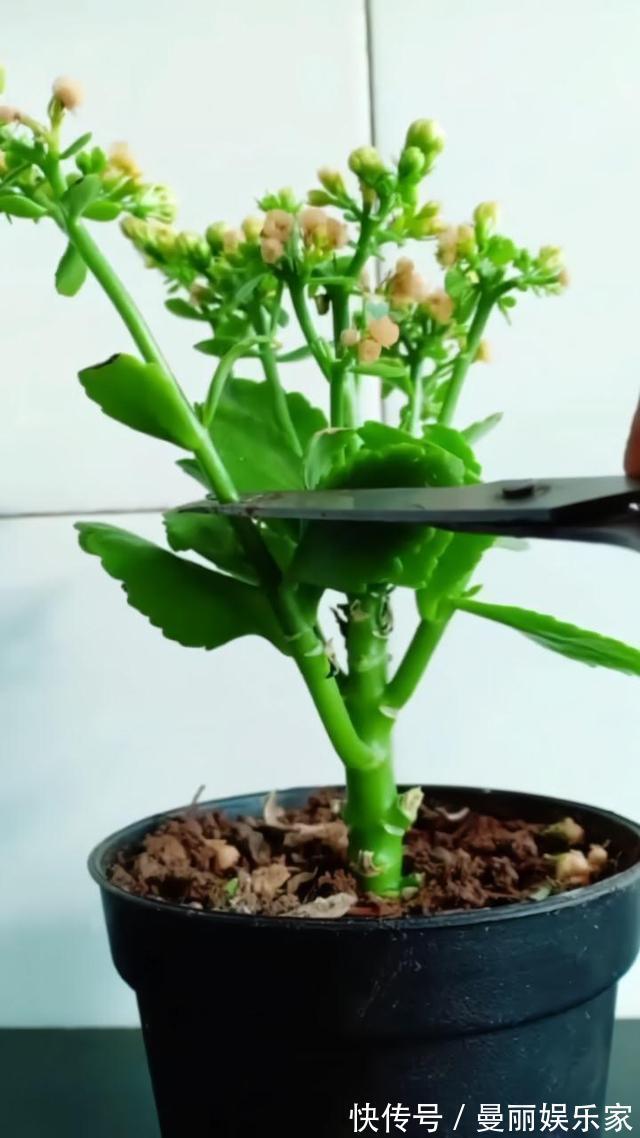 长寿花|长寿花夏天“不行了”，狠心修剪轻松过夏，初秋冒侧芽开始长花苞