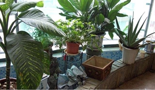 这五种植物要“贱养”,越不管越长得好,30天不浇水新芽乱窜