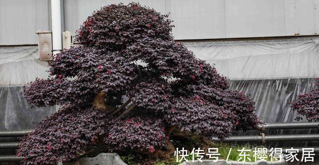 火山岩|养殖盆景花卉时,需要用到的介质,火山岩还不能取代河沙的作用