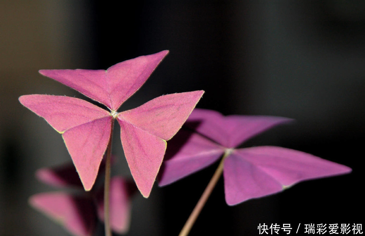 种花|3种花适合养在阳台上，开花数量多，爆盆很简单，简直是人见人爱！