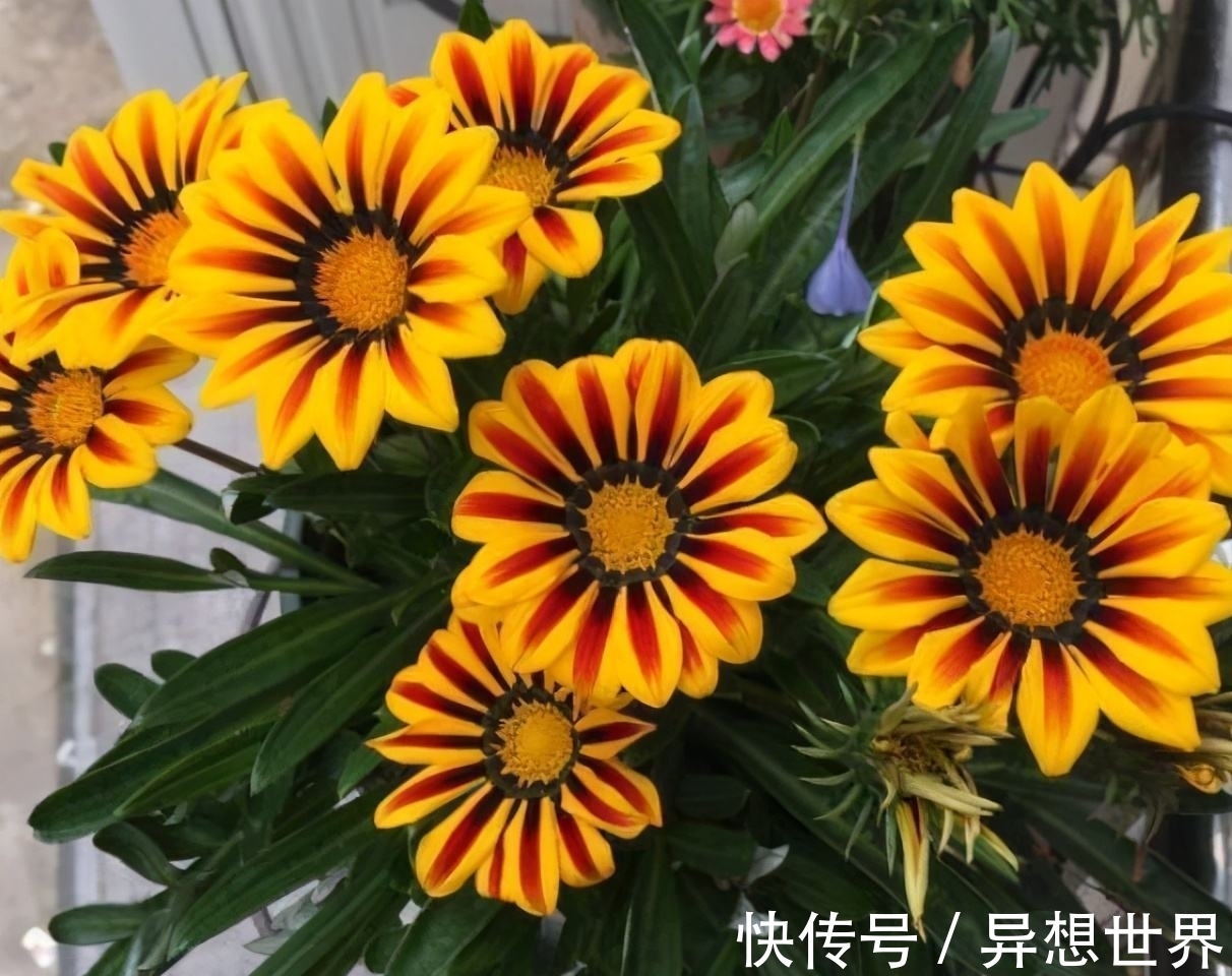 花卉|老花匠直言，4种常见花，再漂亮也不能养，谁养谁后悔