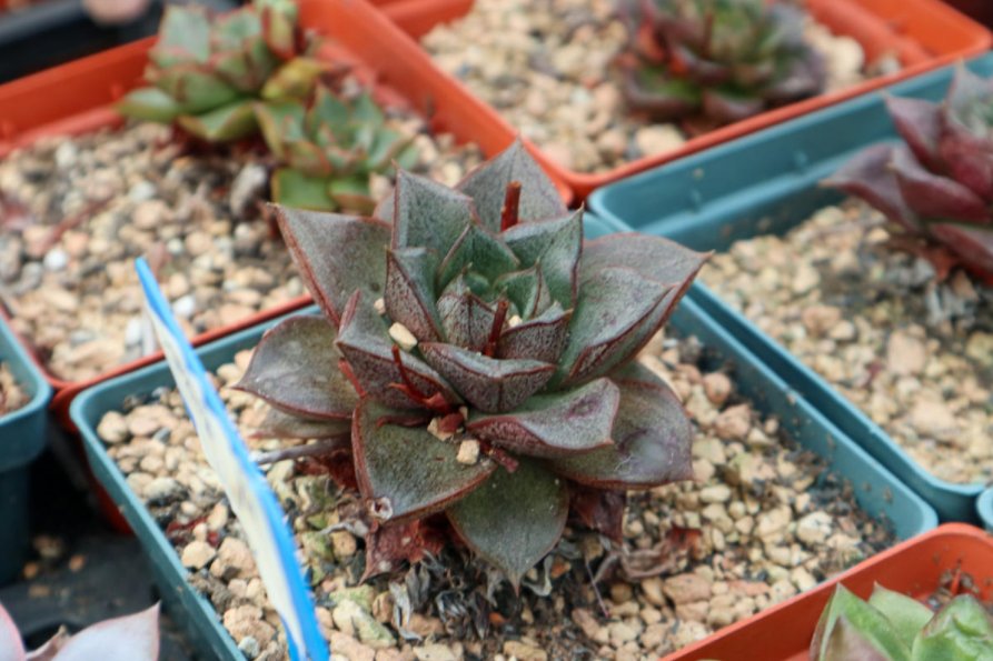  多肉植物|多肉冬季养护大全，记住5个“不要”，坚决不踩雷