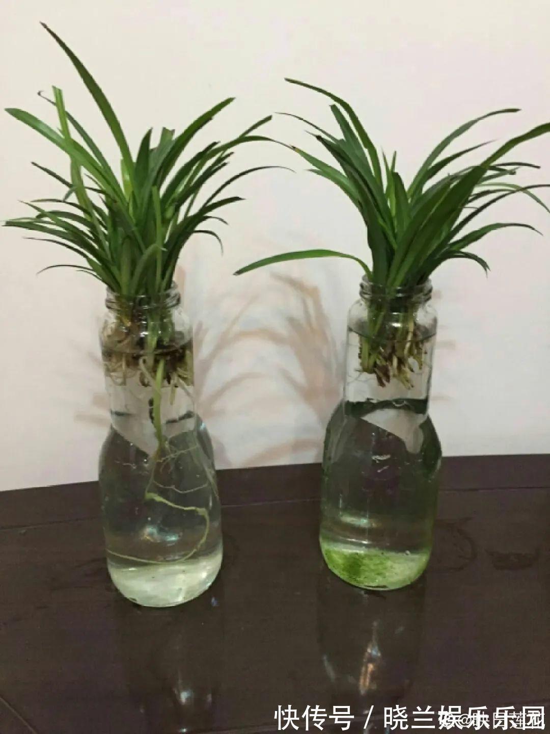 最难养的7种花,丢水里反而蹭蹭长,根系长满瓶!