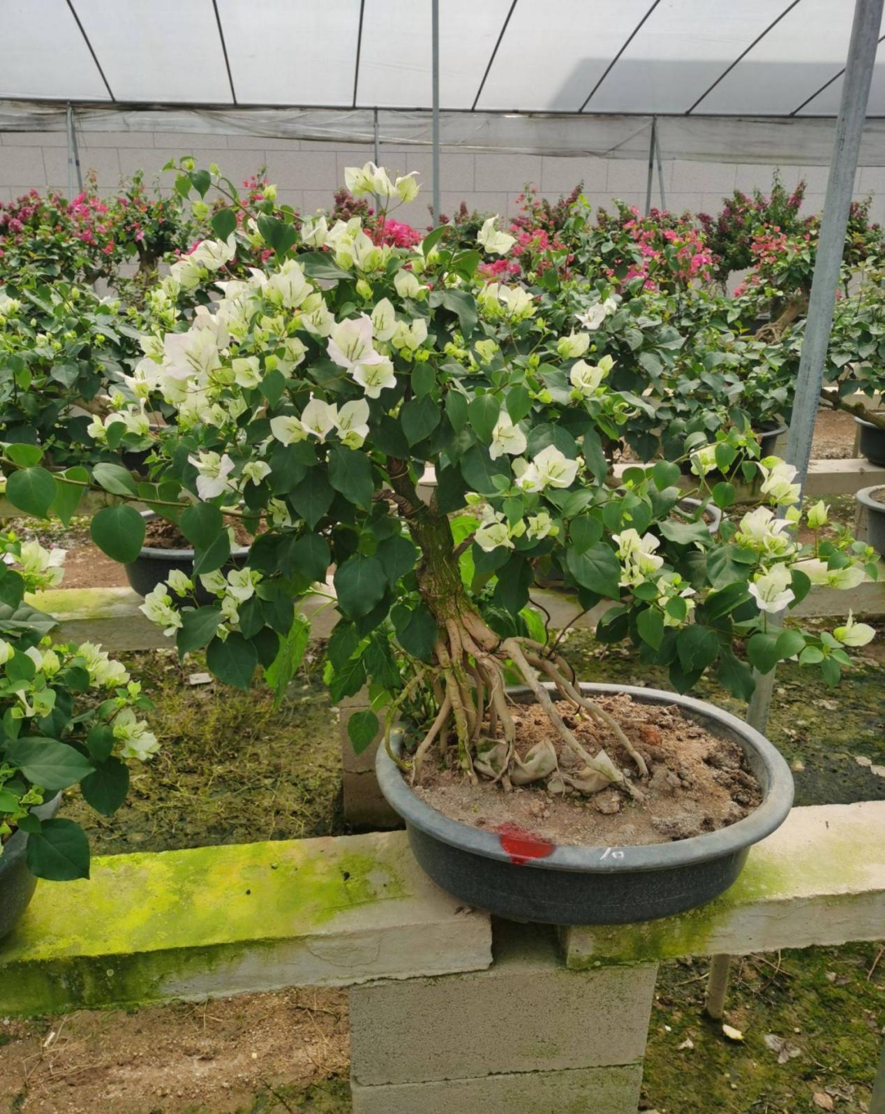 三角梅|将这4点落实到位，盆栽三角梅开花更漂亮，效果肉眼可见的显著