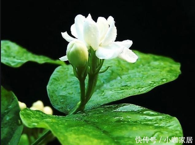  养护|茉莉花的养护方法和细节！