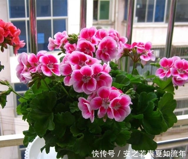 阳台|这5种花很好养,浇水就行,有阳光就爆花,阳台变花海!