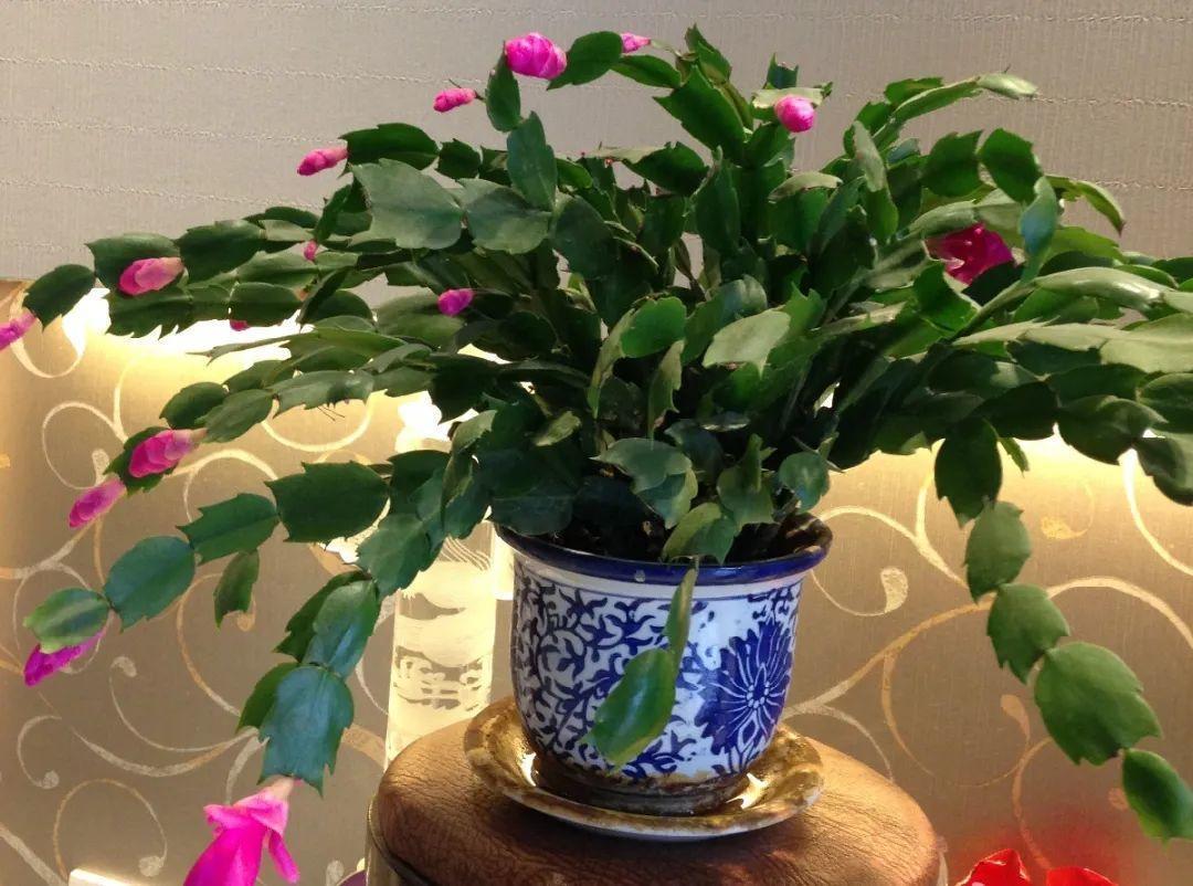 蟹爪兰|长寿花换盆，切忌越换越大，一直用小盆养才好！