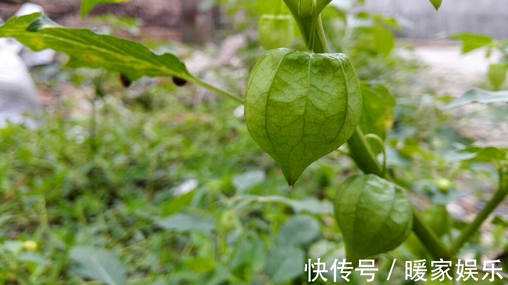 美容养颜|女人想要变美不妨常食此果，每天一个，美容养颜，吃到就是捡到宝