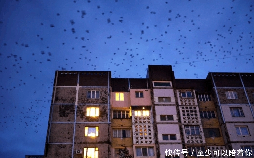 房子|“玉米狂人”赫鲁晓夫发明一种房子, 让苏联人受益无穷, 值得借鉴