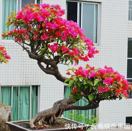 枝条|想养盆景三角梅，从“小”抓起，养出盆景，“千金”不换