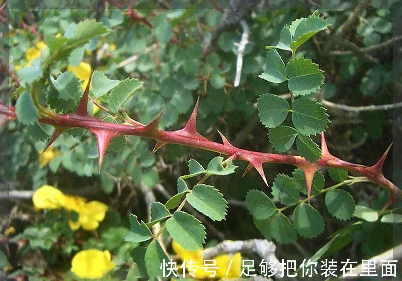 植物刺|有刺植物的刺是如何起源和演变的？有什么类型和效用？