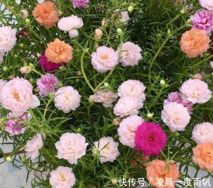 植物|总觉得家里植物开花太少,可以试试这些花,开花量非常大