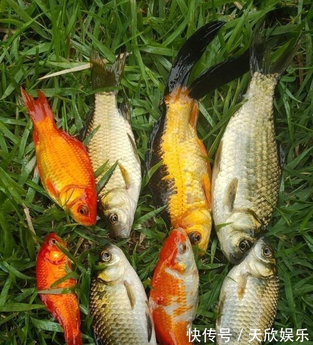 向高龄钓友请教的“摇三摇”钓法,毫无保留的分享给大家