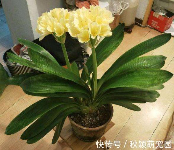 盆栽|为什么盆栽君子兰长势不佳？找准这3方面原因，叶片突突长不停