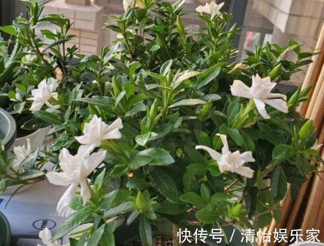 花友们|养花别光注意水、肥、光了，多小心2点，选对花盆事半功倍